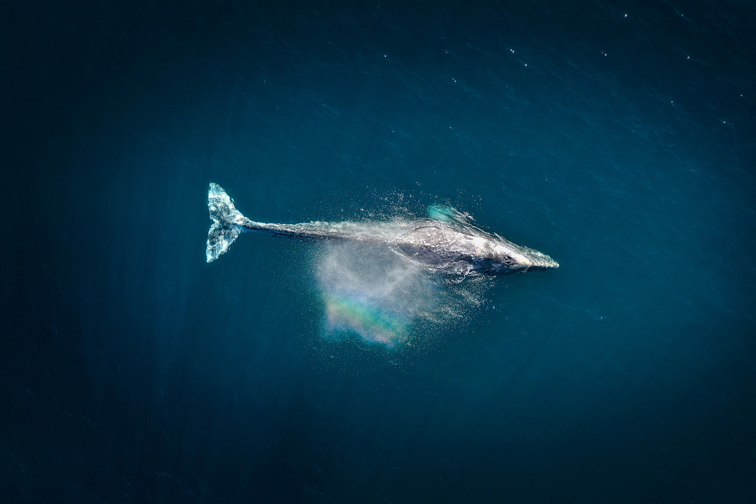 San Diego | Whale Watching