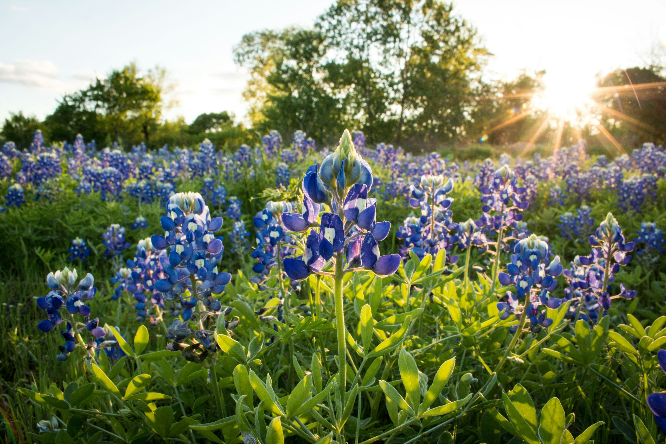Bluebonnets Texas