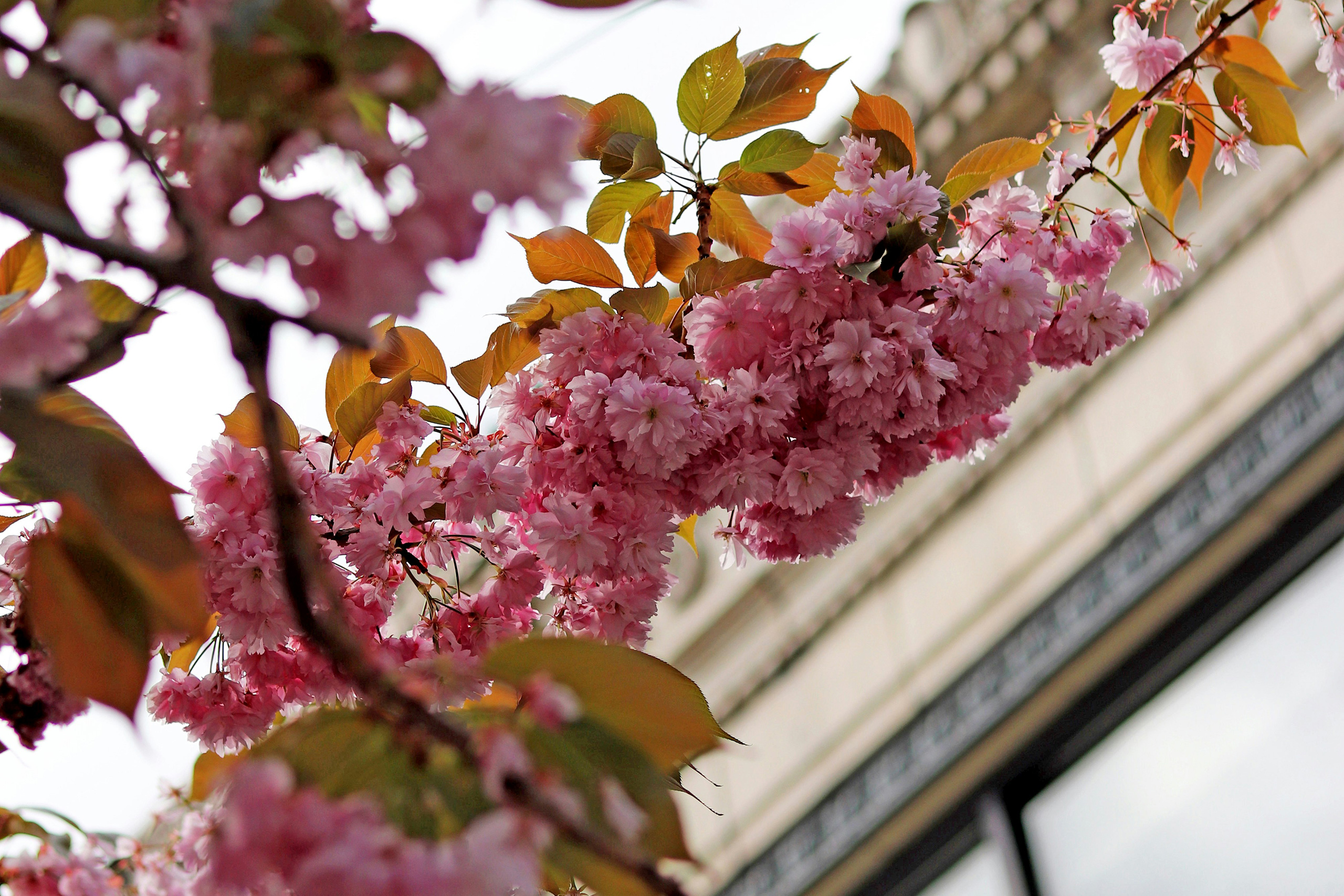 Seattle | Spring