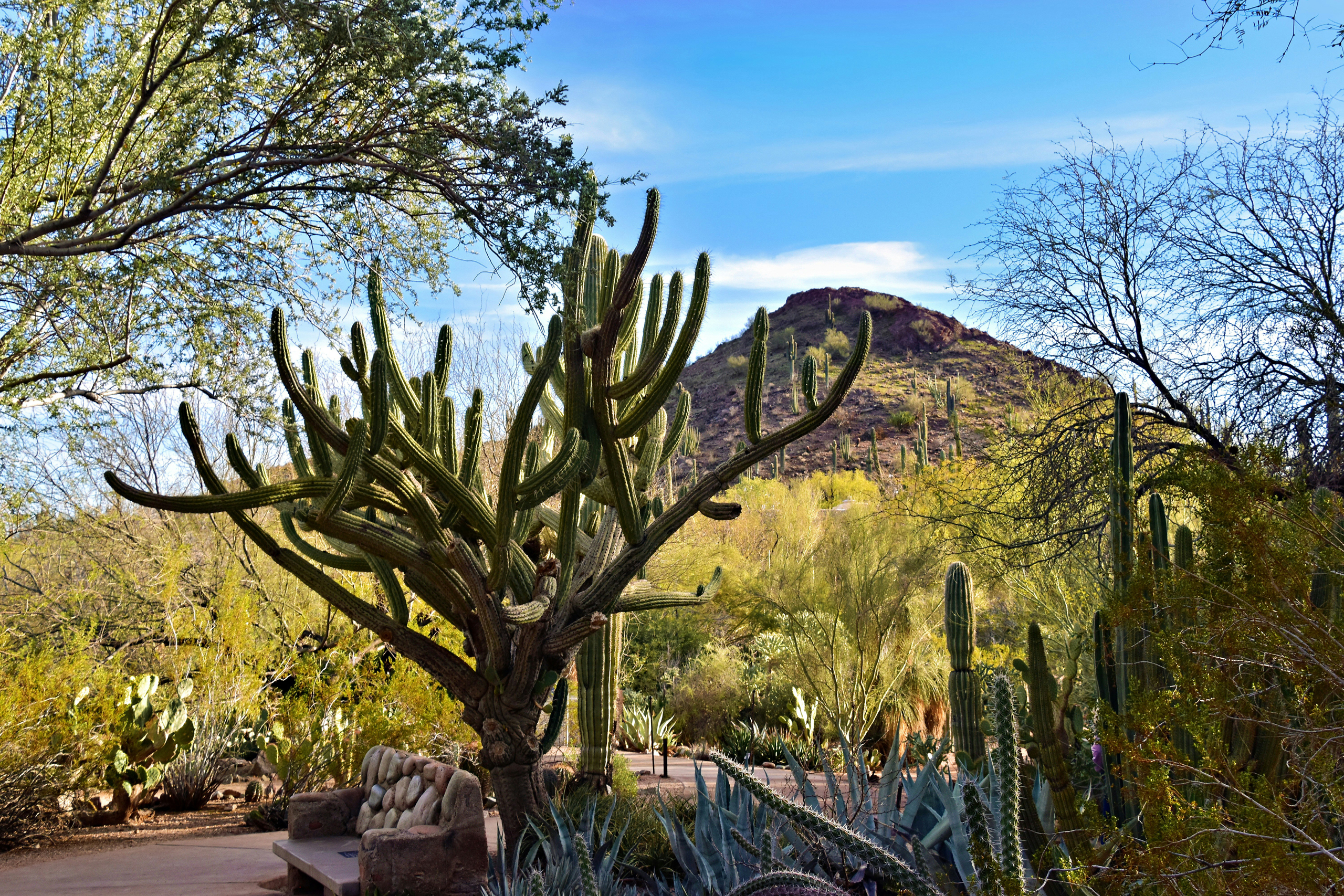 Desert Botanical Garden, North Galvin Parkway, Phoenix, AZ, USA